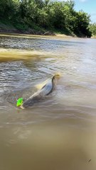 Fish hunting fisher man