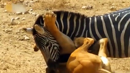 Price To Pay For The Ready-To-Eat! Stupid Hyena Compete With Giant Python For Food And Bitter Ending