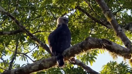 Price To Pay For The Wicked! The Crazy Monkeys Attack The Eagle's Nest To Avenge Their Fellow Humans