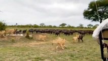 The Price Is Too Expensive! Buffalo Male Attacks Lion Save Buffalo Female And Baby - Buffalo, Lion