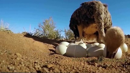 Poor lion! Angry Ostrich combines with hyena to bite lion protect it baby- Ostrich Vs Lion vs hyena