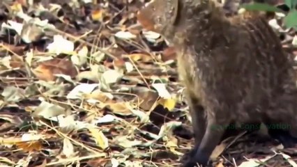 The Eagle Made A Mistake When Provoking Leopards And The Surprise   Leopard Mom Can't Save Me