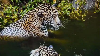 Lion's Beautiful Dream Is Broken When Warthog Suddenly Attacks Behind - Lion King To Protect Lioness