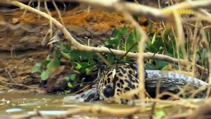 Grim Revenge! Crazy Hippo Attacks Lion Family To Avenge Cubs- Crocodile Vs Jaguar