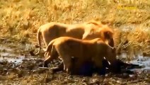 Great! Mother Buffalo Defeats Lion With Amazing Ease To Save Her Baby - Lion Vs Warthog