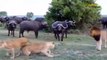 Scary Moment When Evil Crocodile Suddenly Rushed To Bite The Poor Buffalo's Jaw Off -Can He Survive