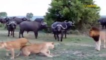 Scary Moment When Evil Crocodile Suddenly Rushed To Bite The Poor Buffalo's Jaw Off -Can He Survive