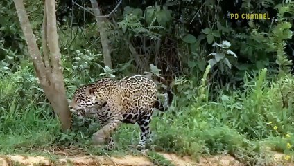 Hungry Leopard Ventures Into Crocodile Territory To Hunt And Tragedy Ensues.