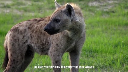 Ruthless Kill !! Hyena Eat Rival Clan Member