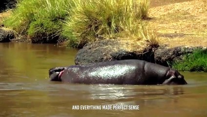 Tragically!! A Crocodile Kills a Newborn Hippo