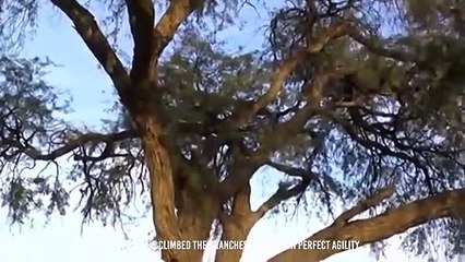 Leopard Snatches Birds in The Blink Of An Eye