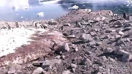 Petrel Tortures a Penguin Until it Dies