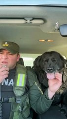 Perrita policía se jubila tras 10 años de servicio: "Feliz retiro, compañera"