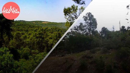 إعادة التشجير في الأردن دور حيوي في استعادة التوازن البيئي وحماية الغابات