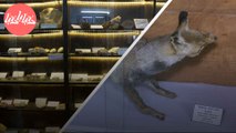 دور متحف فلسطين للتاريخ الطبيعي في المحافظة على التنوع الحيوي