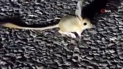 Nesli tükenme tehlikesi altında, Tunceli'de görüntülendi!