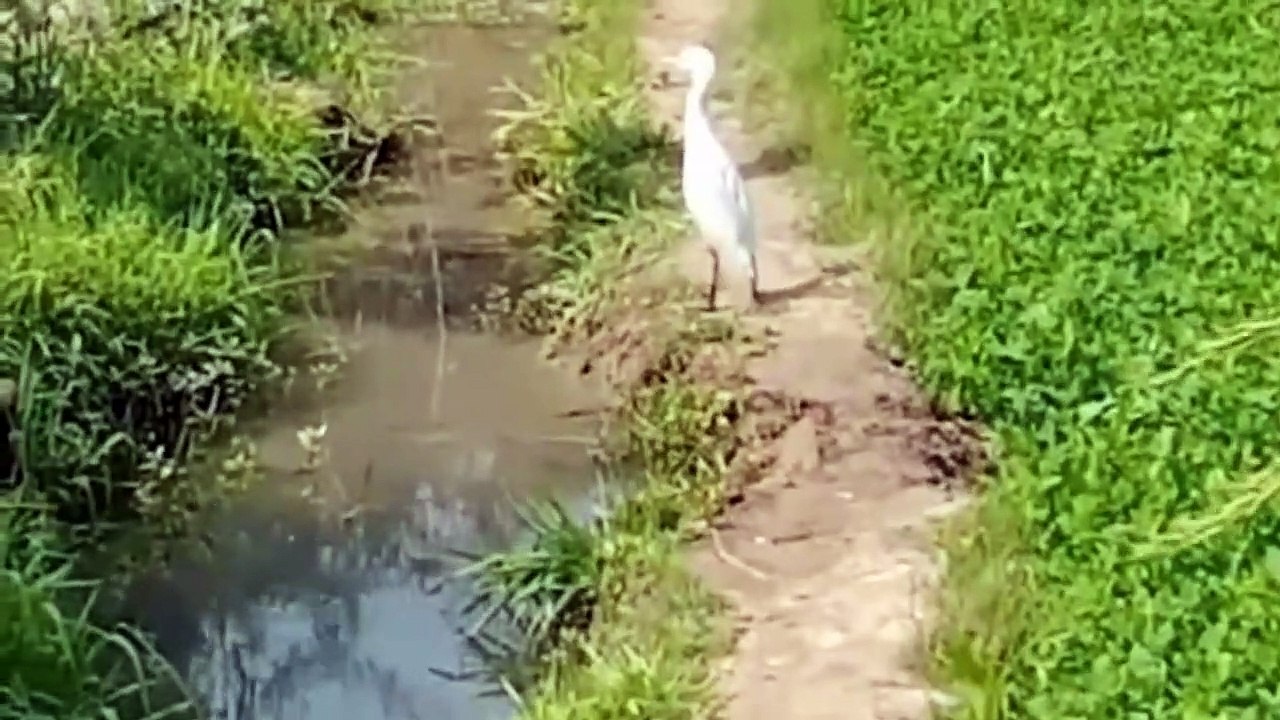 Egret in Fields | Egret in Flight | Birds | #Shorts