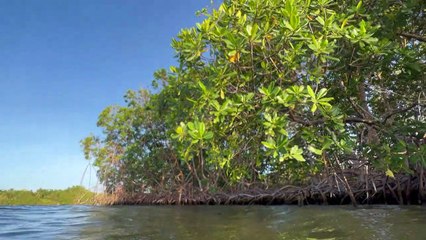 Au secours de la mangrove, dernier rempart écologique de la Guadeloupe