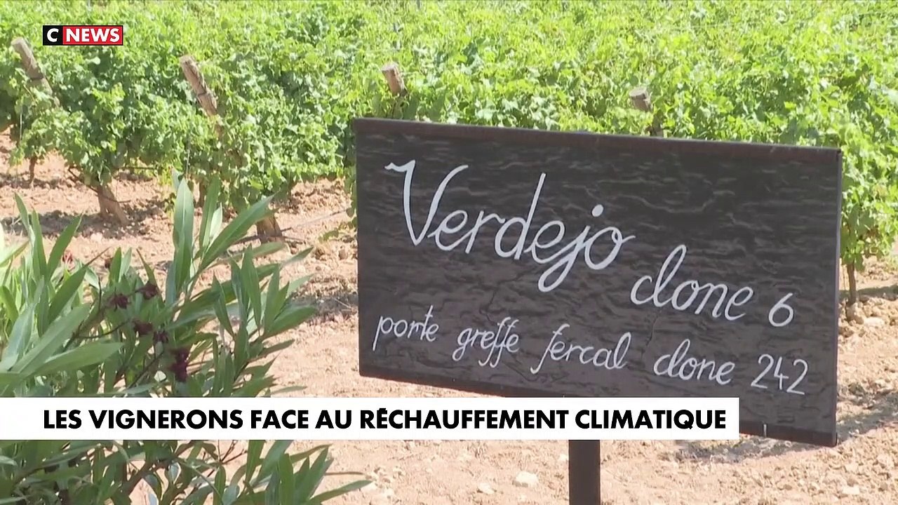 Face au réchauffement climatique, des vignerons de l'Aude changent de cépage pour sauver le vin en utilisant notamment des cépages portugais et espagnols - Regardez