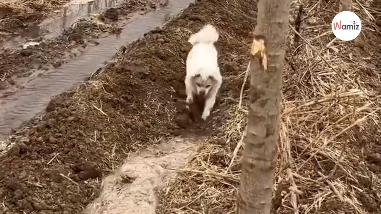 Viewers speechless when they realise the real reason why this dog is digging