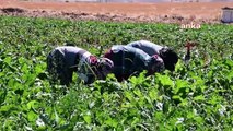 Yozgat’a gelen mevsimlik tarım işçilerinin sayısı bu yıl ulaşım giderinin yüksek olması nedeniyle düştü