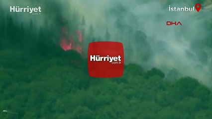 Kağıthane'de TEM Otoyolu kenarında ağaçlarda yangın