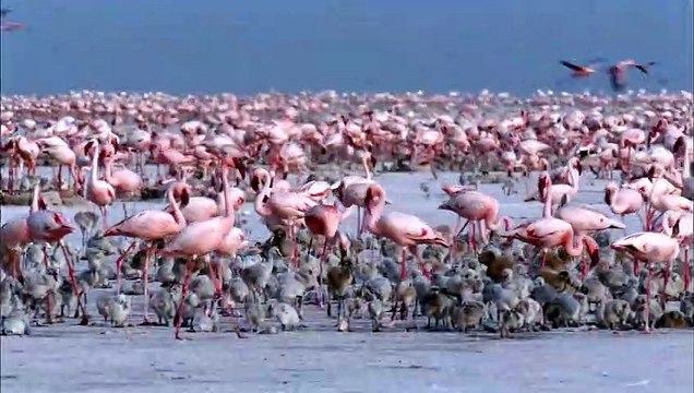 Les Ailes pourpres : Le Mystère des flamants Bande-annonce (DE)