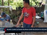 Raup Cuan Jutaan Rupiah dari Budidaya Kelinci Hias