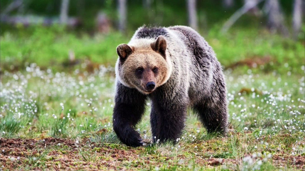 Bär jagt zwei Jäger die Bäume hoch