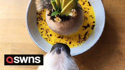 "I make my dog extravagant raw meals every day – she loves caviar, moose and salmon"