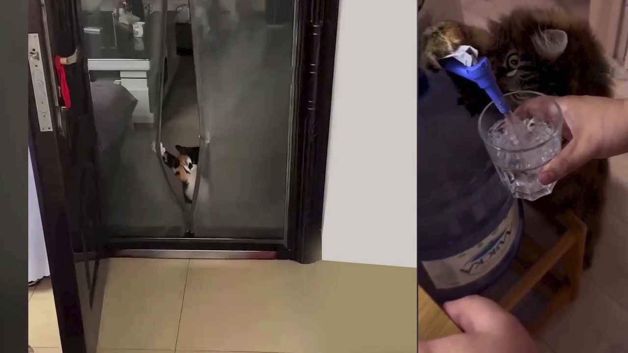 Funny Dogs And Cats Videos 2023-----Best Funniest Animal Videos Of The Month  #115---أطرف مقاطع الفيديو الحيوانية لهذا الشهر