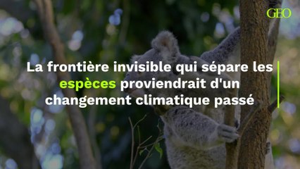 Ligne Wallace : la frontière invisible qui sépare les espèces proviendrait d'un changement climatique passé
