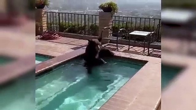 Sıcaktan bunalan ayı, evin havuzunda serinledi
