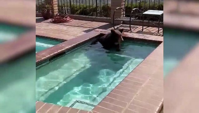 ABD’de aşırı sıcaklardan bunalan ayı, bir evin jakuzisine girerek serinledi.