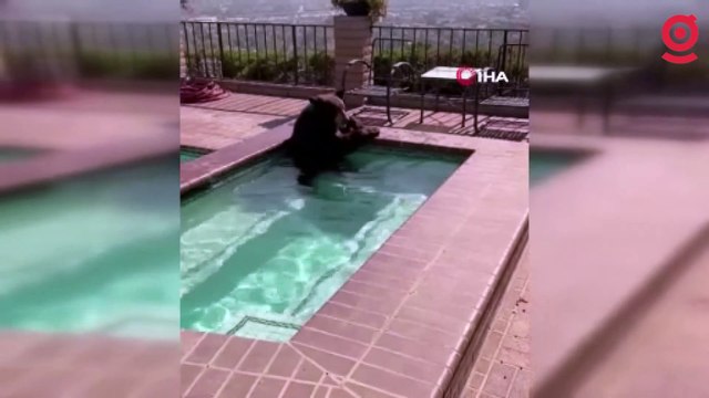 ABD’de sıcaktan bunalan ayı serinlemek için jakuziye girdi