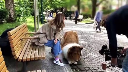 Vídeo: Japonês que gastou R$ 70 mil para se “transformar” em cachorro faz 1º passeio