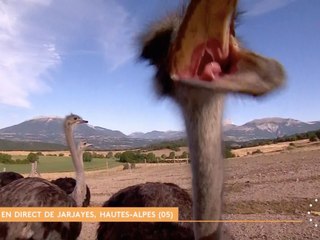 « Elle attaque même la caméra » : Séquence insolite dans Télématin, Une autruche s’en prend à un journaliste ! (VIDEO)