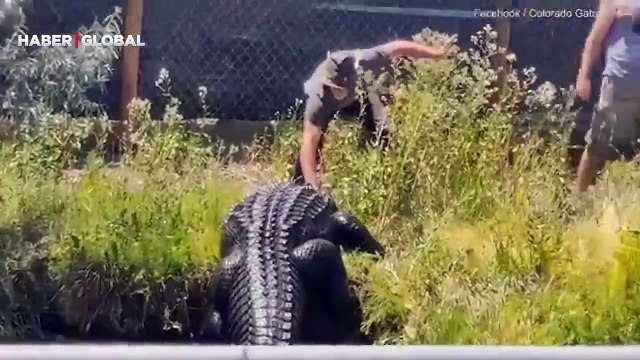 Her şey bir anda oldu... Tüyler ürperten görüntüler! Timsah, bakıcısına böyle saldırdı