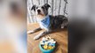 This Pet Owner Serves Michelin Star Worthy Dishes to Her Dog!