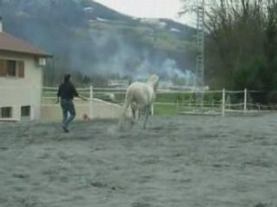 Bambu cabré liberté