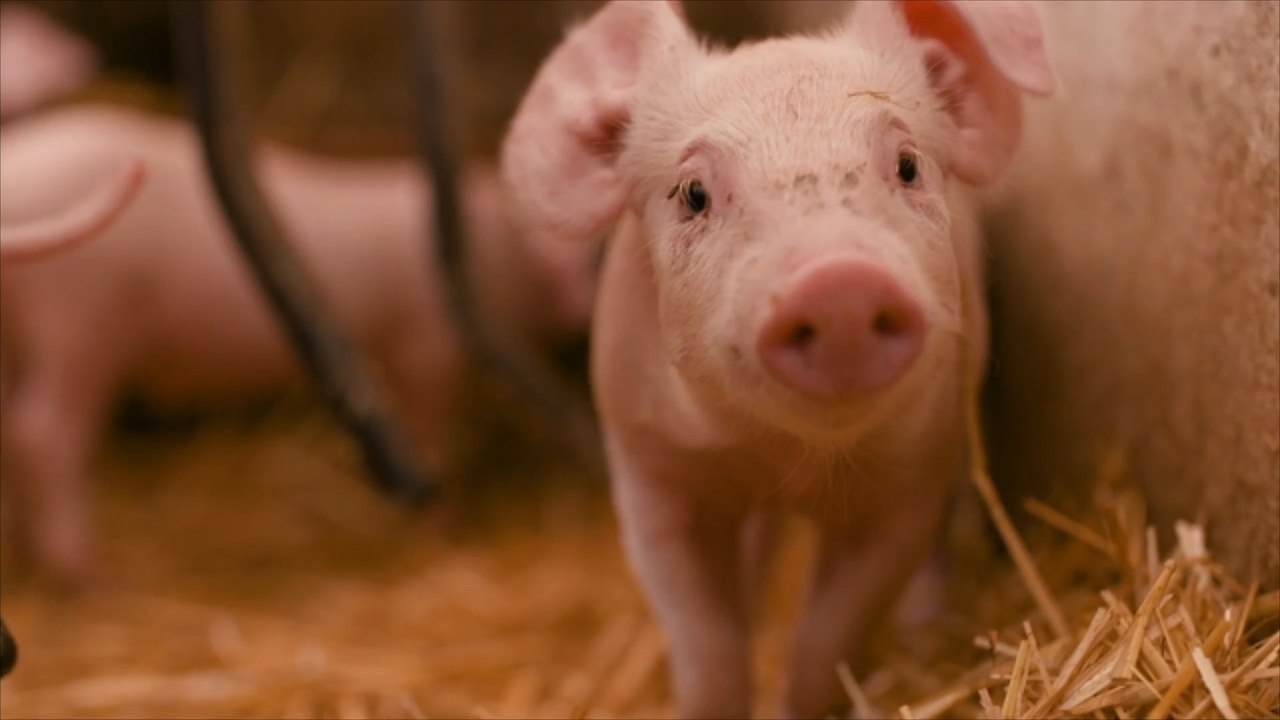 Schlachthof-Mitarbeiter klaut 200 Schweine