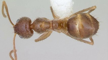 bd-publireportaje-evergreen-310723