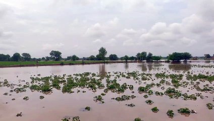 पीबीएन चैनल में आया कटाव, करणीजी वितरिका में पानी ओवरफ्लो