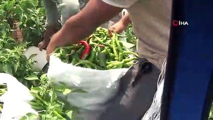 Tava ciğerin can yoldaşı Karaağaç biberinin hasadı 100 işçiyle 40 derece sıcağın altında başladı