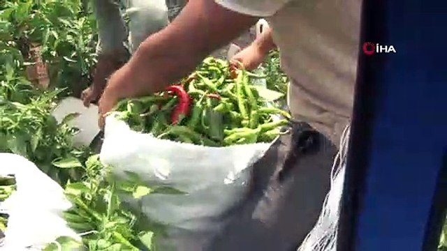 Tava ciğerin can yoldaşı Karaağaç biberinin hasadı 100 işçiyle 40 derece sıcağın altında başladı