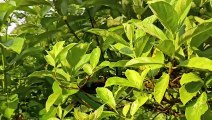 বাংলা চটি গল্প | choti golpo _ Review Of Ayurveda Tree In My Friend Botanical Garden