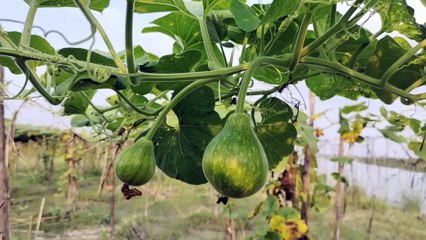 বাংলা চটি গল্প | Bottle Gourd tree review in my family Village garden