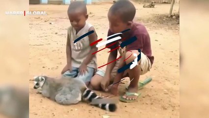 Kendisini çocuklara kaşıttıran lemurun sempatik tavırları... Eliyle böyle işaret etti