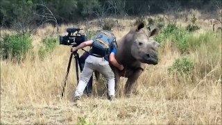 Un rhinocéros se lie d'amitié avec un caméraman