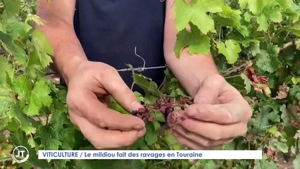 VITICULTURE / Le mildiou fait des ravages en Touraine